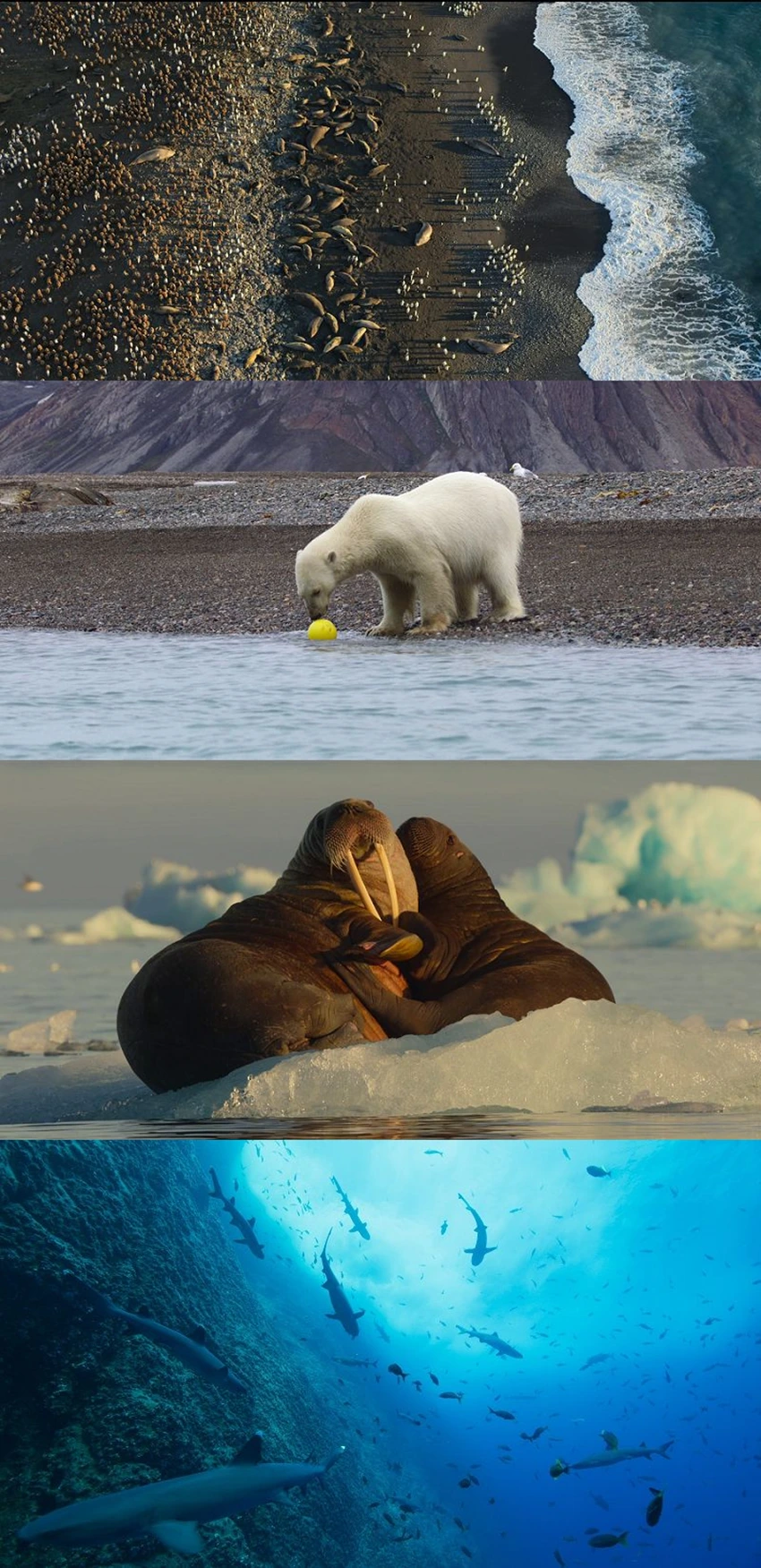 Download Our Oceans | 2024 | Season 1 | {Hindi-English-} | Netflix Original Web Series | 480p 720p 1080p | MoviesWood