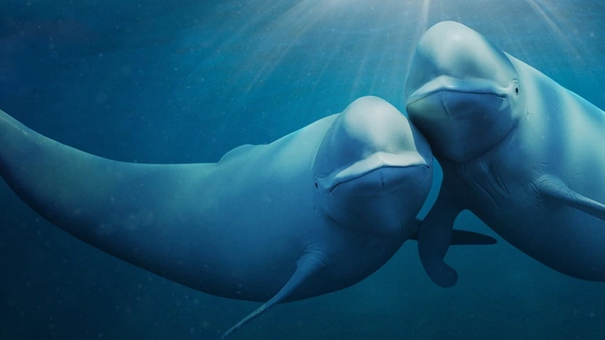 Download Our Oceans | 2024 | Season 1 | {Hindi-English-} | Netflix Original Web Series | 480p 720p 1080p | MoviesWood