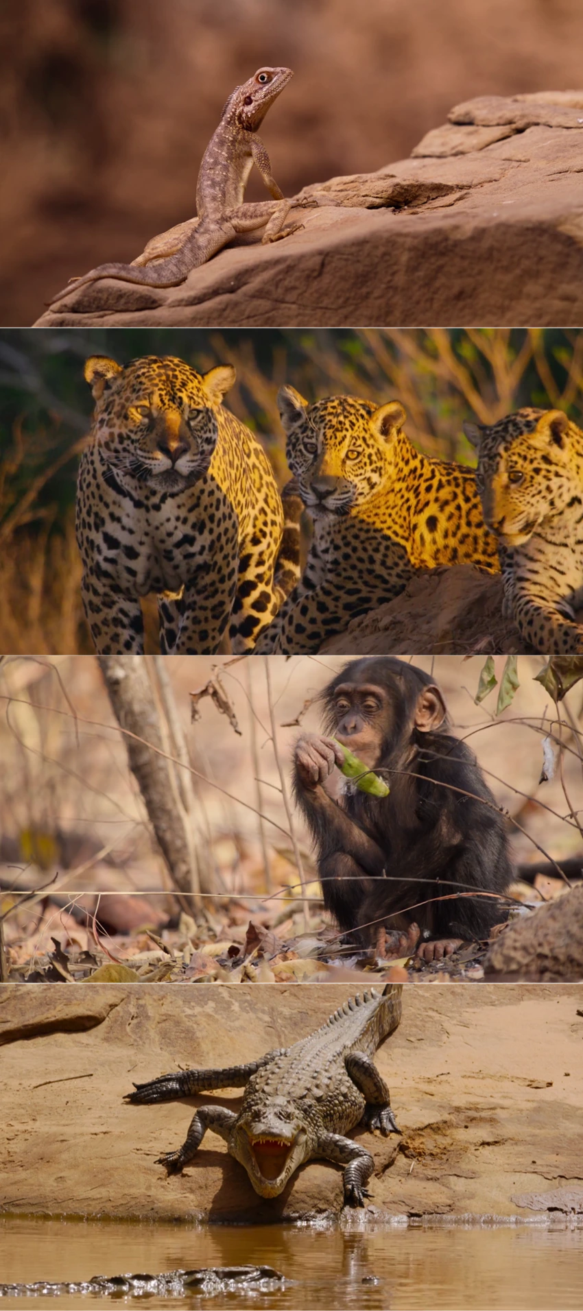 Download Our Living World | 2024 | Season 1 | {Hindi-English-} | Web Series | 480p 720p 1080p | MoviesWood