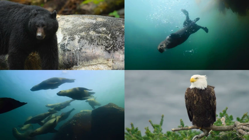 Download Island of the Sea Wolves | 2022 | Season 1 | Dual Audio | Hindi-English | Netflix Original Web Series | 480p 720p 1080p | MoviesWood